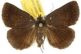 Image of Corethrobela melanophaes Turner 1908