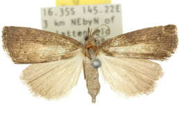 Image de <i>Stenhypena albopunctata</i>