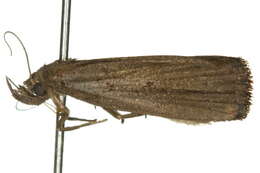 Image of <i>Stenhypena albopunctata</i>