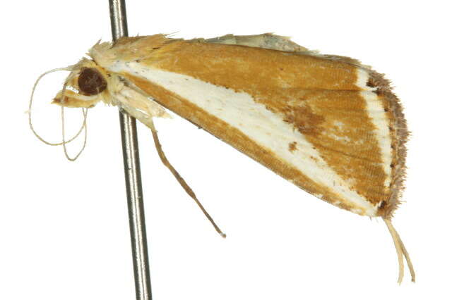 Image of Rivula niphodesma Meyrick 1891