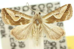 Imagem de Rivula curvifera Walker 1862