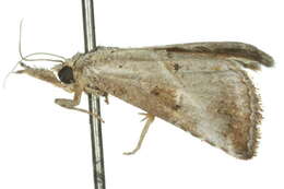 Image of Rhynchina inornata Butler 1886