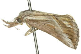 Image of <i>Rhynchodontodes chalcias</i>