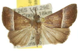 Image of Hypena orthographa Turner 1932