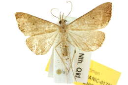 Image of Hypena simplex Lucas 1895