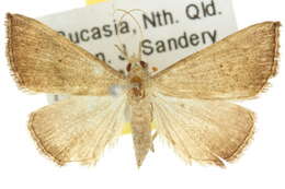 Image of Hypena simplex Lucas 1895