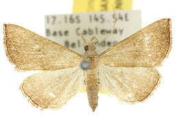 Image of Hypena simplex Lucas 1895