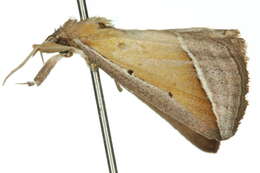 Image of <i>Hypena conscitalis</i>