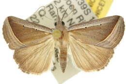 Image of <i>Hypena conscitalis</i>