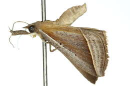 Image of <i>Hypena conscitalis</i>