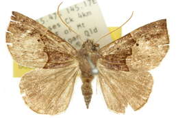 Image of Hypena mandatalis Walker 1859