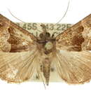 Image of <i>Hypena isogona</i>