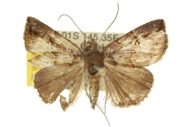 Image of Hypena mandatalis Walker 1859