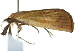 Image of <i>Hypena gypsospila</i>