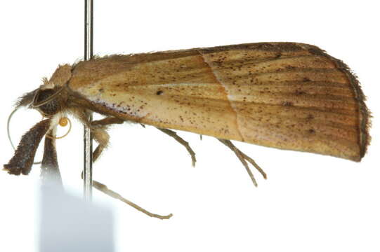 صورة <i>Hypena gypsospila</i>