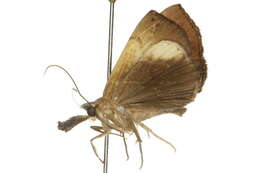 Image of <i>Hypena gypsospila</i>