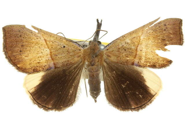 Image of <i>Hypena gypsospila</i>