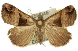 Image of Hypena gonospilalis Walker 1866