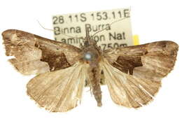 Image of Hypena gonospilalis Walker 1866