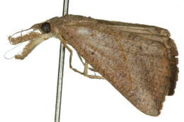 Image of <i>Hypena masurialis</i>