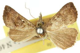 Image of Hypena sylpha Butler 1887