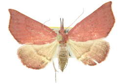 Image of Rhodina falculalis Guenée 1854