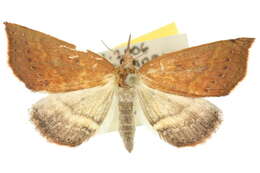 Image of Rhodina falculalis Guenée 1854