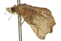 Image of Hypertrocta brunnea Bethune-Baker 1908