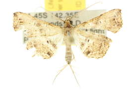 Image of Catadoides punctata Bethune-Baker 1908