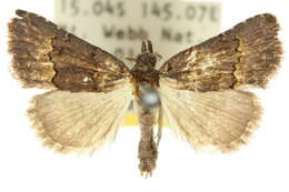 <i>Elaphristis anthracitis</i>的圖片