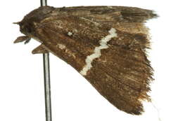 Image of Elaphristis leucochorda Turner