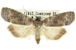 Image of Calathusa octogesima Turner 1902