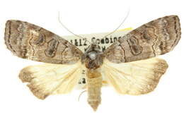 Image of Calathusa octogesima Turner 1902