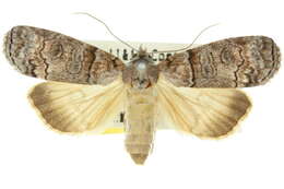 Image of Calathusa octogesima Turner 1902