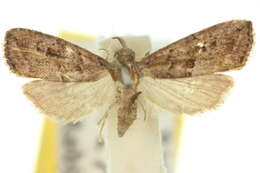 Image of <i>Pherechoa aleuropasta</i>