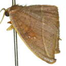 Image of Astatochroa fuscimargo Warren 1896