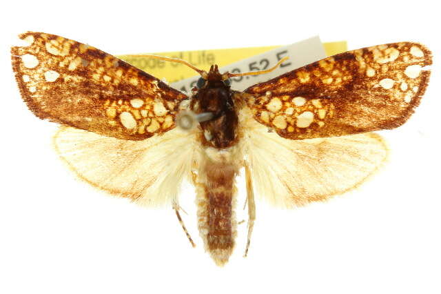 Image of Dudgeonea actinias
