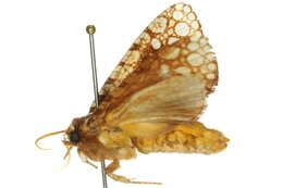 Image of Dudgeoneidae