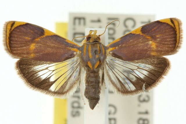 Image of Imma lyrifera Meyrick 1910