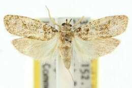 Image of Fruitworm Moths
