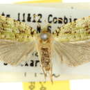 Image of Phycomorpha prasinochroa