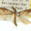 Image of Osidryas phyllodes Meyrick 1916