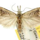 صورة Carposina pinarodes Meyrick 1910