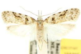 Image of Coscinoptycha