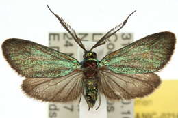 Image of Pollanisus apicalis Walker 1854