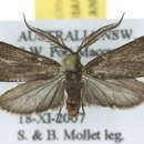 Image of <i>Pollanisus edwardsi</i>