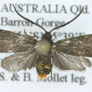 Image of Pollanisus eumetopus Turner 1926