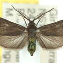 Image of Pollanisus cyanota Meyrick 1886
