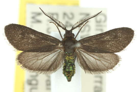 Image of Pollanisus cyanota Meyrick 1886