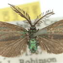 Image of Pollanisus calliceros Turner 1925